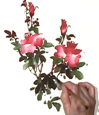 Image description
