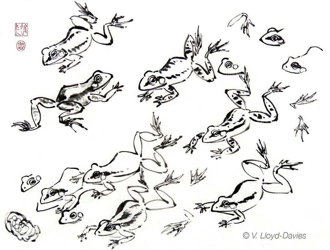 black ink sketches of frogsPicture