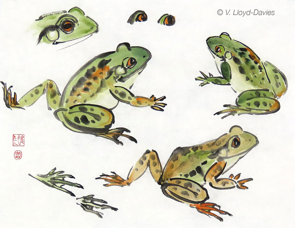 Green and brown frogs Picture